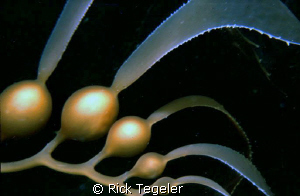 Natural symmetry.  Enjoy!
Pt. Lobos, State Park, Califor... by Rick Tegeler 